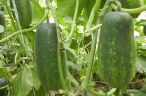 吃瓜百科,揭秘娱乐圈幕后真相与趣味故事